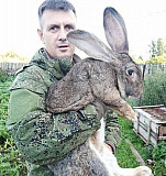 Кролики породы фландр Нижний Тагил