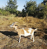 Продаю козу сукозную Усть-Донецкий