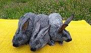 Кролики породы Лебедянь