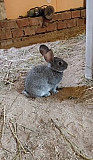 Кролик Ижевск