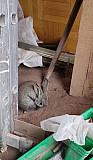 Кролик Ижевск