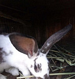 Кролик Зерноград