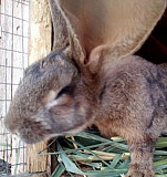 Кролик Зерноград
