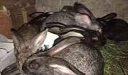 Кролики разной породы Бессоновка