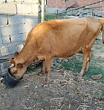 2 коровы и теленок(телочка) Шамхал