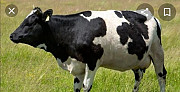 Корова Джанкой