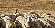 Овцы Светлоград