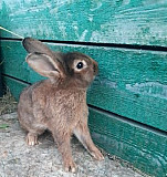 Дикоротивный кролик Омск