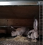 Кролики Немецкие пестрые Челябинск