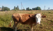 Телка/корова Десногорск