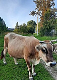 Корова Гагарин
