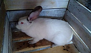 Продам кроликов Джигинка
