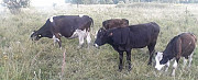 Коровы продаются разной породы Кашира