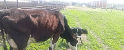 Коровы продаются разной породы Кашира