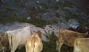Коровы Акуша