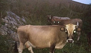 Коровы Акуша