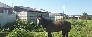Лошадь Алхан-Кала