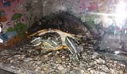Черепахи красноухие Ханская