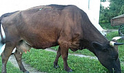 Корова голштинской породы Балакирево