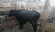 Корова Балаково