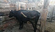 Корова Балаково