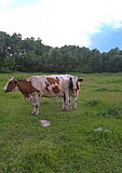 Корова и телка Атяшево