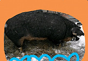 Хрячек на племя и свинка Бузулук