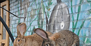 Продаются кролики Будённовск