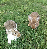Кролики Навля
