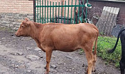 Коровы и телки Урус-Мартан