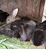 Кролики Углич