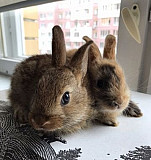 Карликовый кролик Нижний Новгород