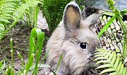Вязка кролик Ставрополь