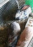 Кролики Невинномысск