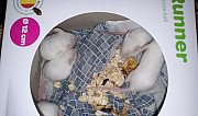 Мыши домашние (белые) Братск
