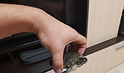 Черепаха красноухая Оренбург