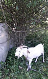 Хряк и козел Бронницы
