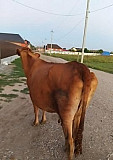 Корова Ачхой-Мартан