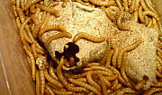 Живой мучной червь(хрущак, мучник) Новосибирск