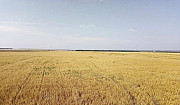 Ячмень. пшеница Алексеевское