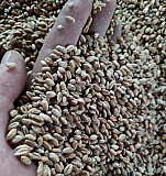 Зерно:пшеница.ячмень Богородицк