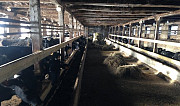 Молочная ферма "От зернышка до прилавка" (Органик) Жиздра