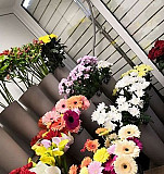 Салон цветов Сокол