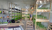 Готовый бизнес Выращивание лука на перо Краснодар