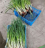 Готовый бизнес Выращивание лука на перо Краснодар