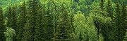 Продам лес на корню Северобайкальск