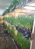Фема по выращиванию зелёного лука Дзержинск