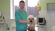 Ветеринарные услуги Соликамск