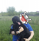 Молодые собаки в добрые руки Ульяновск