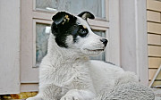 Метис хаски (2 мес.) девочка Новосибирск